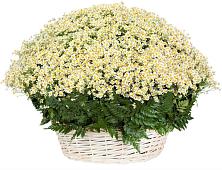Цветочная композиция из Ромашки в корзине #REPLACE_PRED# Новый Адыгея